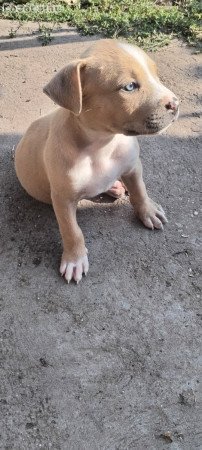 Staffordshire terrier kis kutya