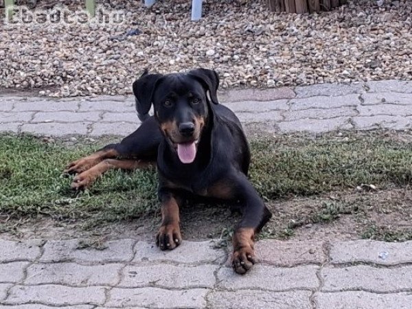 Rottweiler 6 hónapos