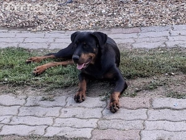 Rottweiler 6 hónapos