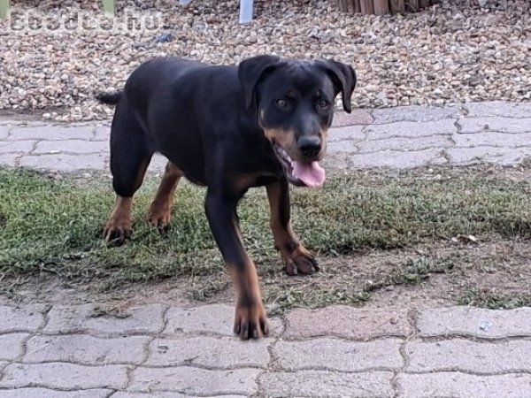 Rottweiler 6 hónapos