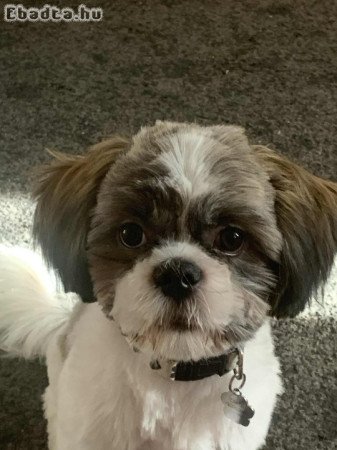 Eladó fajtatiszta Shi-tzu kölyökkutya