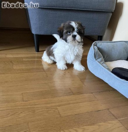 Eladó fajtatiszta Shi-tzu kölyökkutya