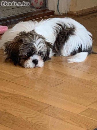 Eladó fajtatiszta Shi-tzu kölyökkutya