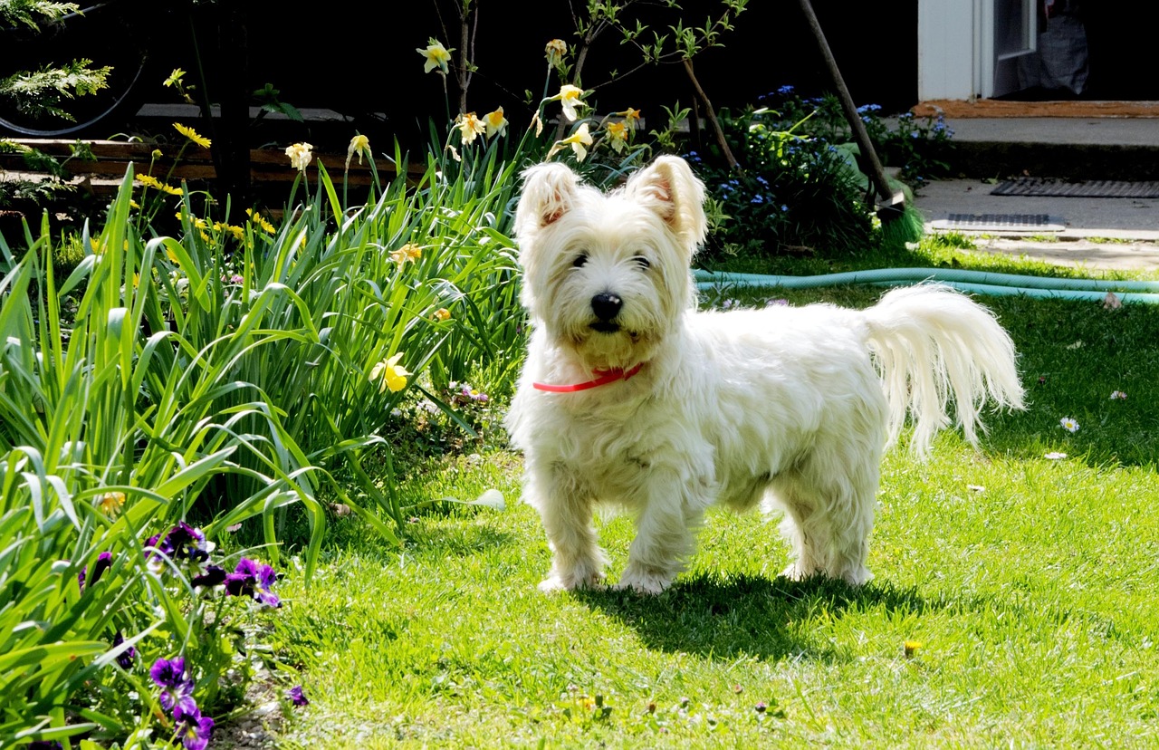 westie