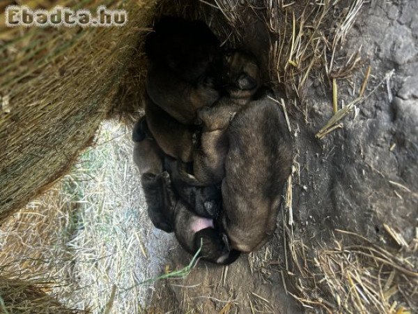 Foglalható Sarplaninac kiskutyák