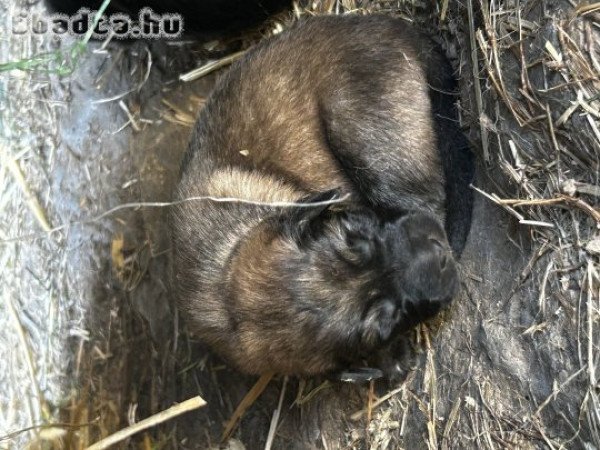 Foglalható Sarplaninac kiskutyák