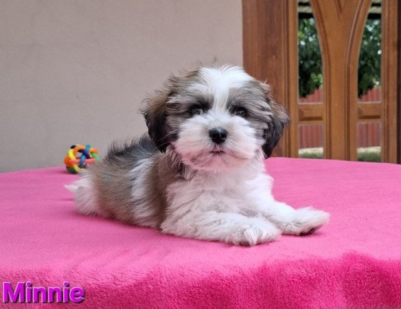 Bichon havanese