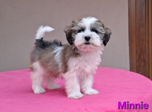 Bichon havanese