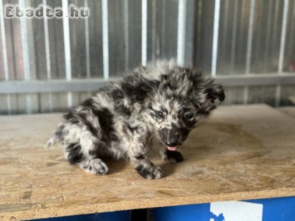 2025.07.15én született Mudi kislány kutyusok