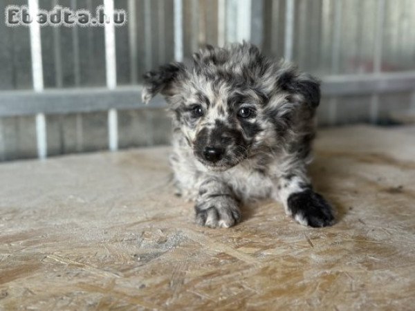 2025.07.15én született Mudi kislány kutyusok