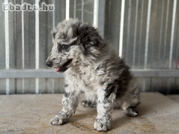 2025.07.15én született Mudi kislány kutyusok