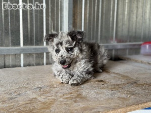 2025.07.15én született Mudi kislány kutyusok