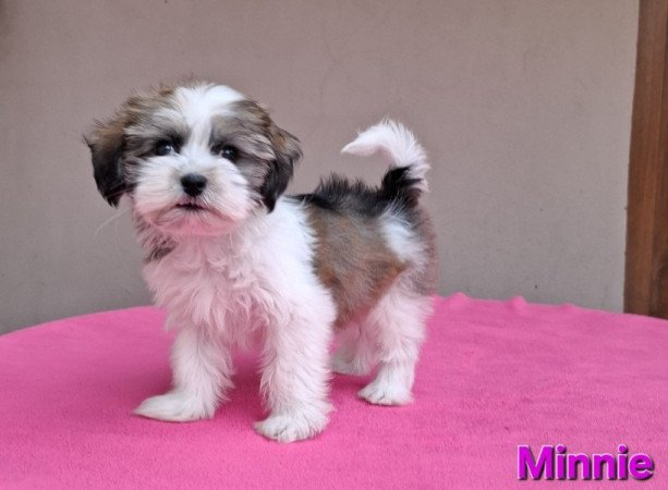 Bichon havanese