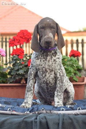 Rövidszőrű német vizsla