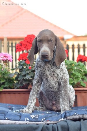 Rövidszőrű német vizsla