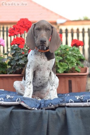 Rövidszőrű német vizsla