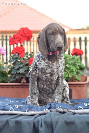 Rövidszőrű német vizsla