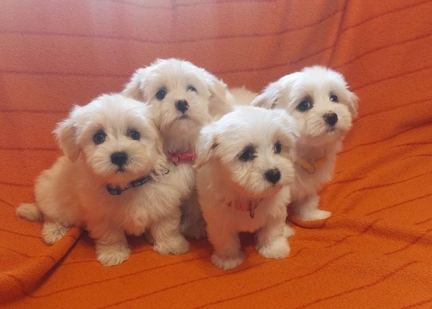 Bichon havanese