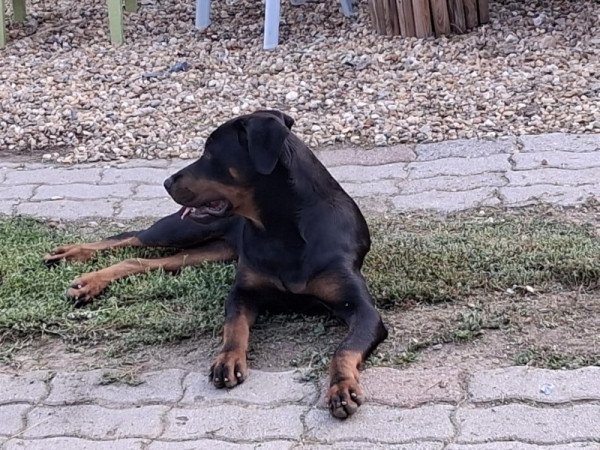 Rottweiler