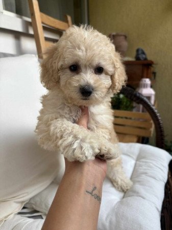 Maltipoo maltai es uszkar