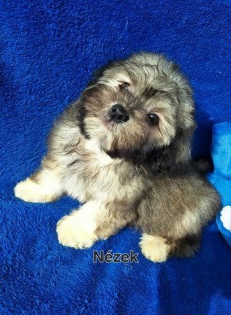 Havanese