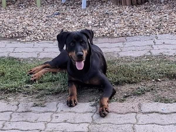 Rottweiler
