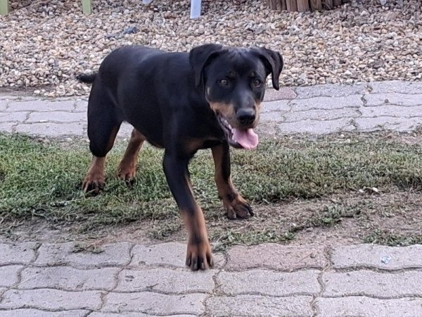 Rottweiler