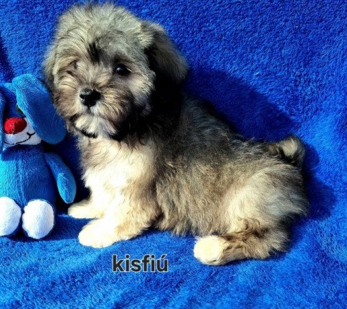 Havanese