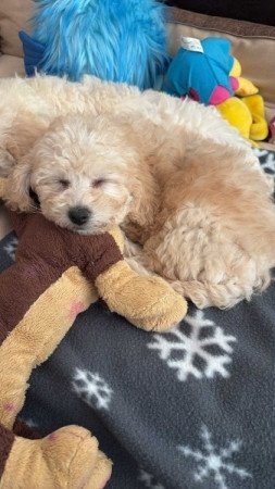 Maltipoo maltai selyem es uszkar