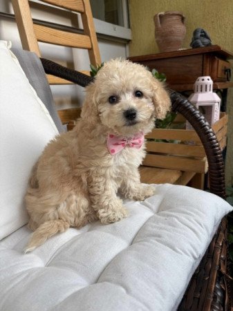 Maltipoo maltai es uszkar
