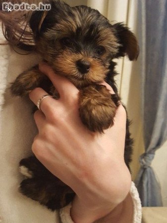 Yorkshire terrier kölykök