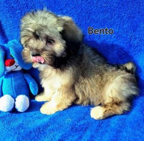 Bichon havanese