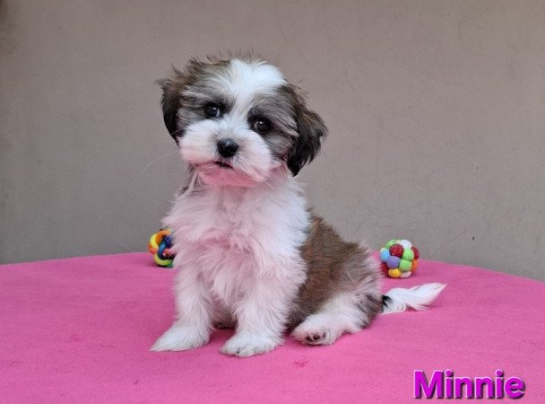 Bichon havanese