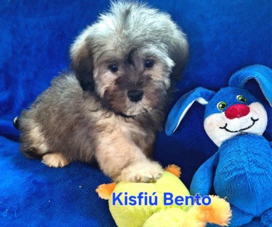 Bichon havanese