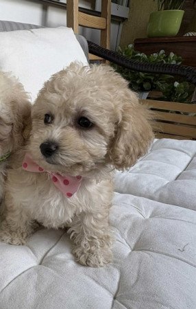 Maltipoo maltai es uszkar