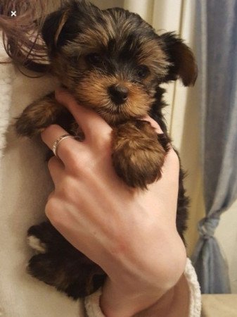 Yorkshire terrier