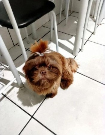 Shih tzu
