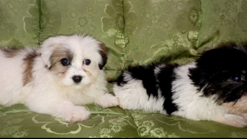 Bichon Havanese