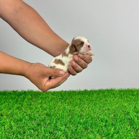 Cavalier King Charles spániel