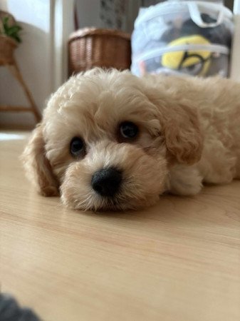 Maltipoo maltai selyem es uszkar