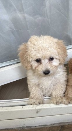 Maltipoo maltai es uszkar