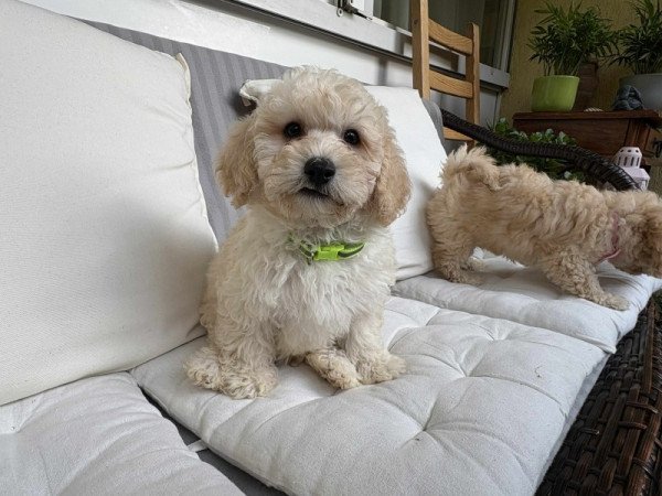 Maltipoo maltai selyem es uszkar