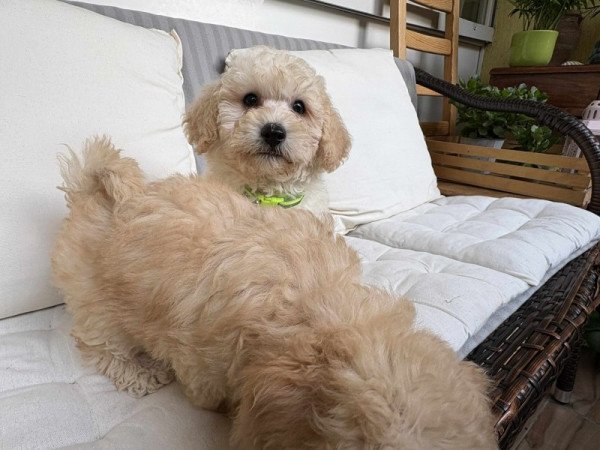 Maltipoo maltai selyem es uszkar