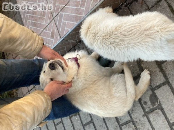 Golden Retriever fajtatiszta jellegű