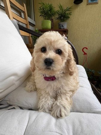 Maltipoo maltai selyem es uszkar