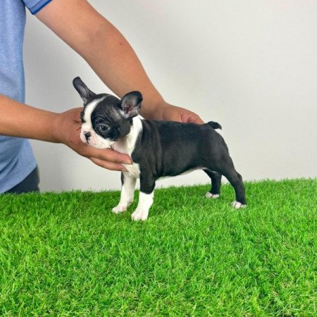 Boston terrier