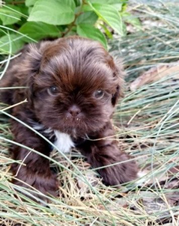 Shih tzu