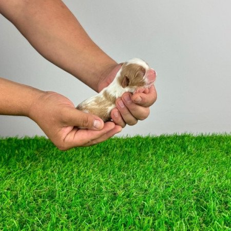 Cavalier King Charles spániel