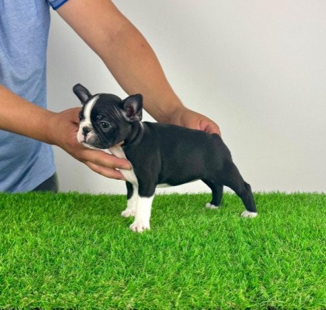 Boston terrier
