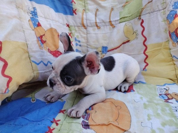 Francia bulldog